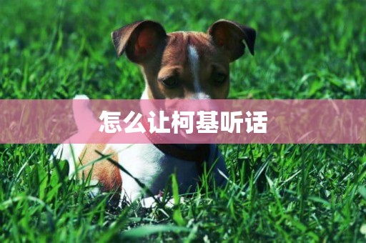 怎么讓柯基聽話