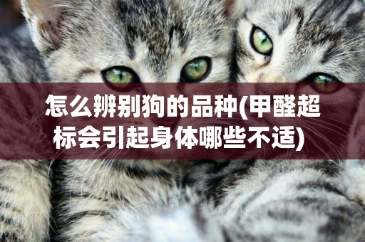 怎么辨別狗的品種(甲醛超標會引起身體哪些不適) 