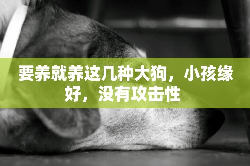 要養就養這幾種大狗，小孩緣好，沒有攻擊性 