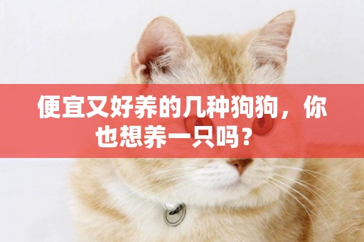 便宜又好養的幾種狗狗，你也想養一只嗎？ 