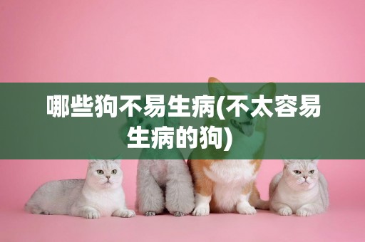 哪些狗不易生病(不太容易生病的狗) 
