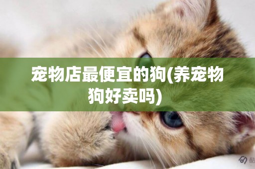 寵物店最便宜的狗(養寵物狗好賣嗎) 