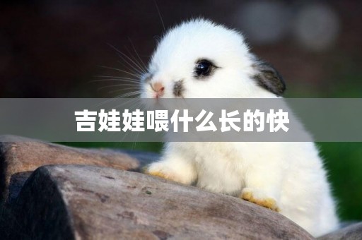 吉娃娃喂什么長的快