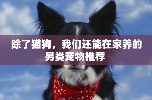 除了貓狗，我們還能在家養的另類寵物推薦 