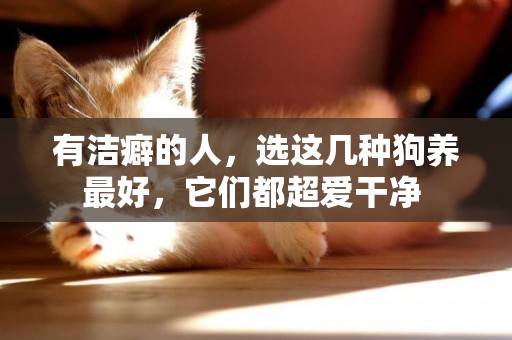 有潔癖的人，選這幾種狗養最好，它們都超愛干凈 