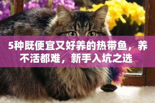 5種既便宜又好養的熱帶魚，養不活都難，新手入坑之選 