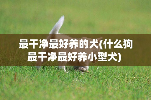 最干凈最好養的犬(什么狗最干凈最好養小型犬) 