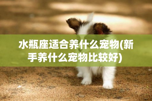 水瓶座適合養什么寵物(新手養什么寵物比較好) 