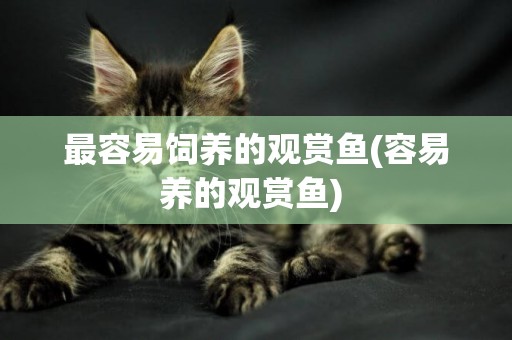 最容易飼養的觀賞魚(容易養的觀賞魚) 