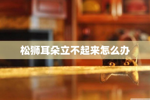 松獅耳朵立不起來怎么辦