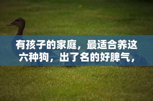 有孩子的家庭，最適合養這六種狗，出了名的好脾氣，還能幫帶娃 