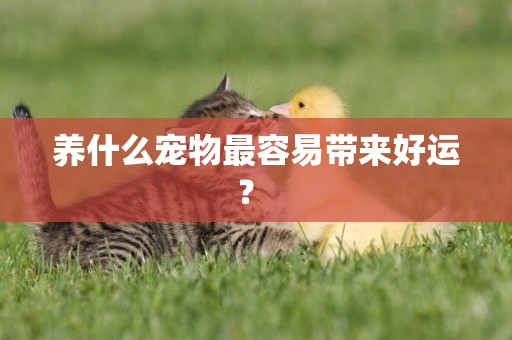 養什么寵物最容易帶來好運？ 