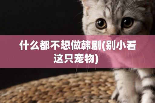 什么都不想做韓劇(別小看這只寵物) 