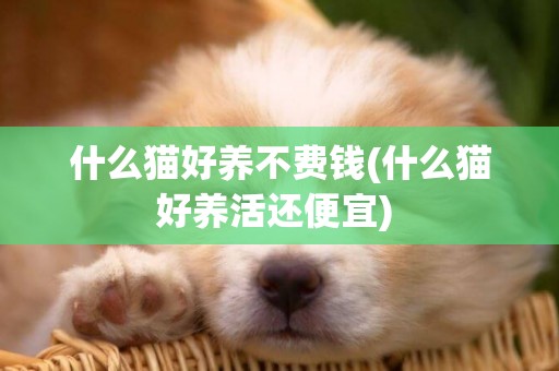 什么貓好養不費錢(什么貓好養活還便宜) 