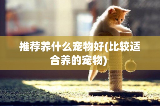 推薦養什么寵物好(比較適合養的寵物) 