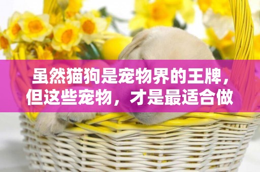 雖然貓狗是寵物界的王牌，但這些寵物，才是最適合做寵物 