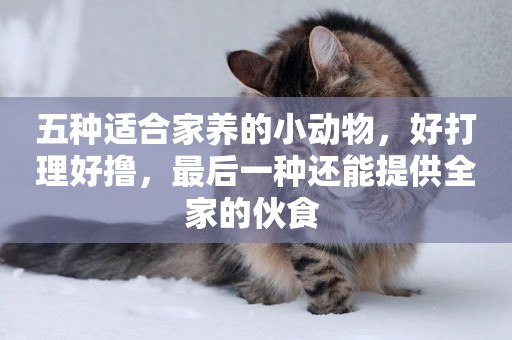 五種適合家養的小動物，好打理好擼，最后一種還能提供全家的伙食 