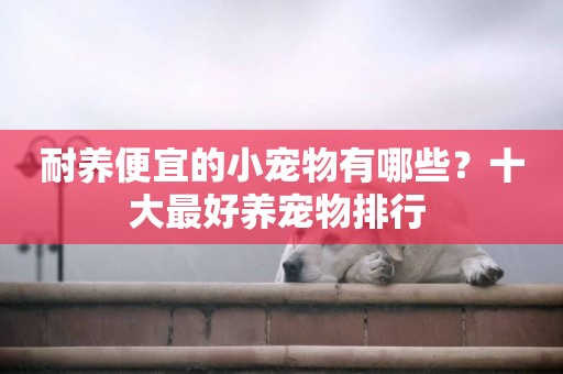 耐養便宜的小寵物有哪些？十大最好養寵物排行 