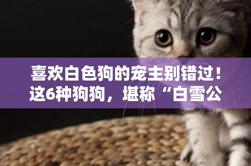 喜歡白色狗的寵主別錯過！這6種狗狗，堪稱“白雪公主” 