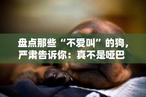 盤點那些“不愛叫”的狗，嚴肅告訴你：真不是啞巴 