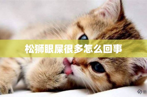 松獅眼屎很多怎么回事
