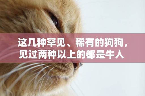 這幾種罕見、稀有的狗狗，見過兩種以上的都是牛人 