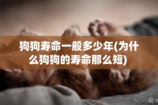 狗狗壽命一般多少年(為什么狗狗的壽命那么短) 