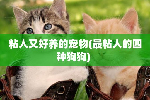 粘人又好養的寵物(最粘人的四種狗狗) 