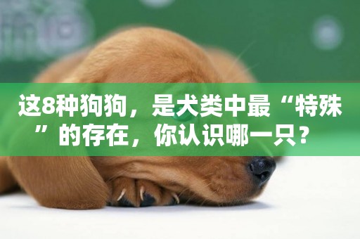 這8種狗狗，是犬類中最“特殊”的存在，你認識哪一只？ 