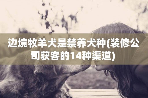 邊境牧羊犬是禁養犬種(裝修公司獲客的14種渠道) 