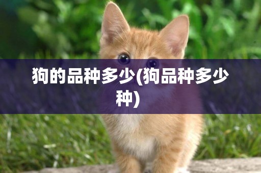 狗的品種多少(狗品種多少種) 
