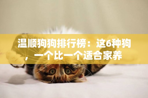 溫順狗狗排行榜：這6種狗，一個比一個適合家養 