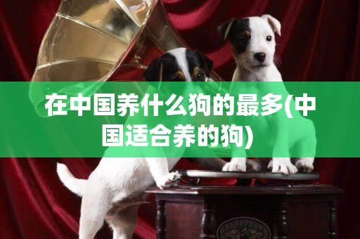在中國養什么狗的最多(中國適合養的狗) 