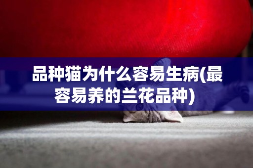 品種貓為什么容易生病(最容易養的蘭花品種) 
