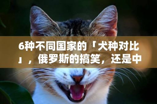 6種不同國家的「犬種對比」，俄羅斯的搞笑，還是中國的最帥 