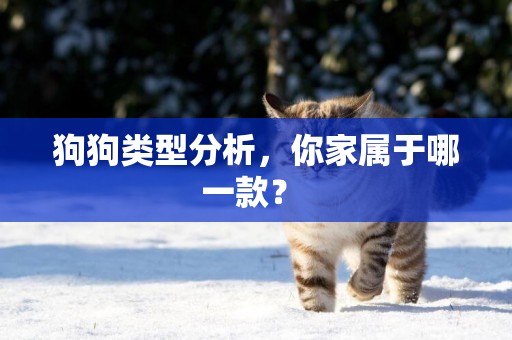 狗狗類型分析，你家屬于哪一款？ 