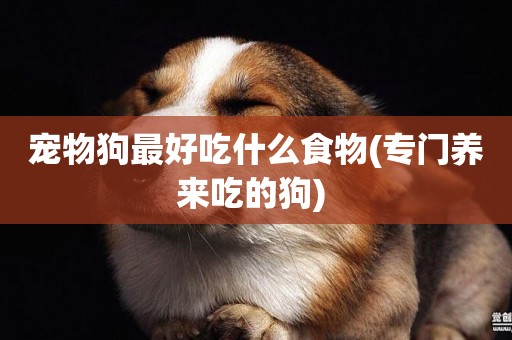 寵物狗最好吃什么食物(專門養來吃的狗) 
