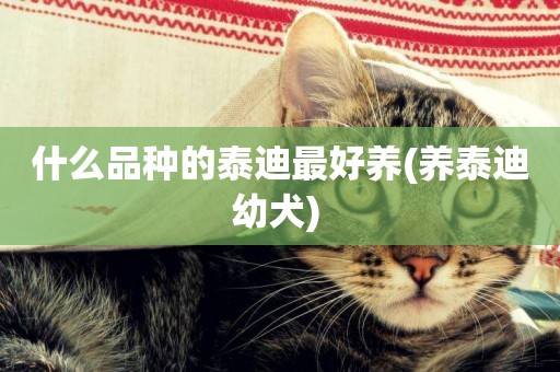 什么品種的泰迪最好養(養泰迪幼犬) 