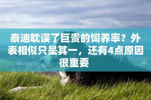泰迪耽誤了巨貴的飼養率？外表相似只是其一，還有4點原因很重要 