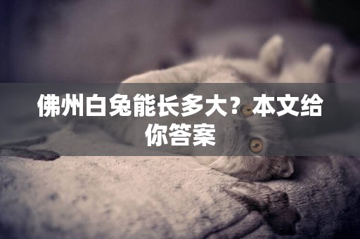 佛州白兔能長多大？本文給你答案