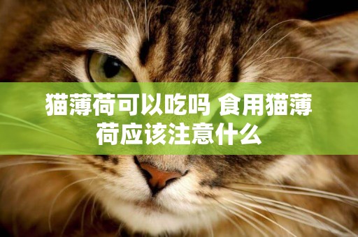 貓薄荷可以吃嗎 食用貓薄荷應該注意什么