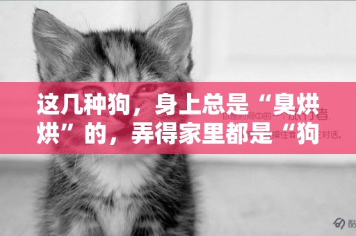 這幾種狗，身上總是“臭烘烘”的，弄得家里都是“狗味” 