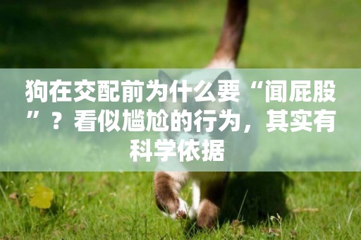 狗在交配前為什么要“聞屁股”？看似尷尬的行為，其實有科學依據 