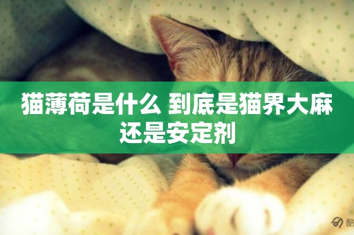 貓薄荷是什么 到底是貓界大麻還是安定劑
