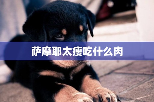 薩摩耶太瘦吃什么肉
