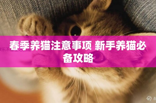 春季養貓注意事項 新手養貓必備攻略