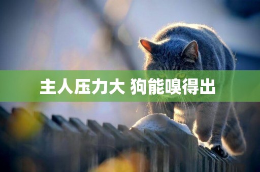 主人壓力大 狗能嗅得出 