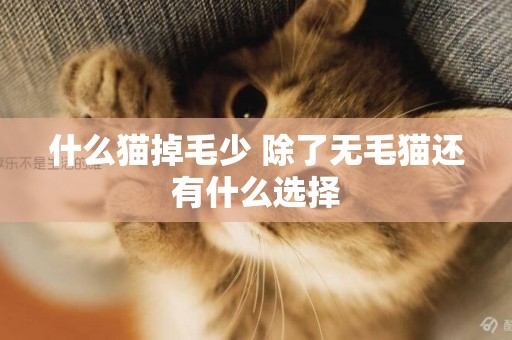 什么貓掉毛少 除了無毛貓還有什么選擇