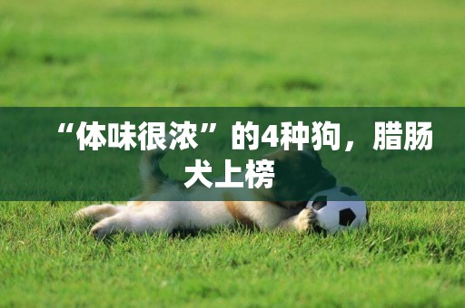 “體味很濃”的4種狗，臘腸犬上榜 