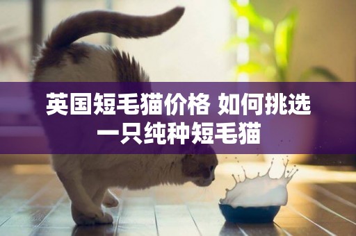 英國短毛貓價格 如何挑選一只純種短毛貓